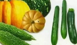 跟着赵太阳吃瓜,赵太阳带你领略吃瓜界的欢乐盛宴