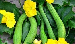 毛瓜几月吃合适,毛瓜的最佳食用季节指南