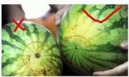 福州协和吃瓜,揭秘校园里的“吃瓜”盛事