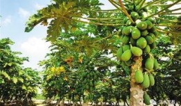 吃瓜儋州,一场吃瓜盛宴的味蕾之旅