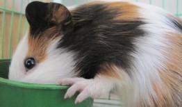 豚鼠吃蒲瓜,蒲瓜的奇妙滋味之旅