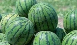 吃瓜的时候瓜甜,揭秘吃瓜乐趣背后的甜蜜秘密