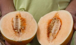 日照新营吃瓜,夏日吃瓜盛宴，尽享清凉时光