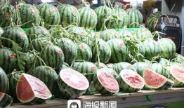 上海闵行吃瓜品种