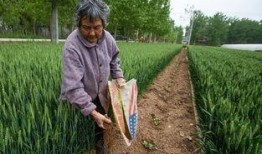 半亩策划吃瓜,揭秘吃瓜群众的狂欢盛宴