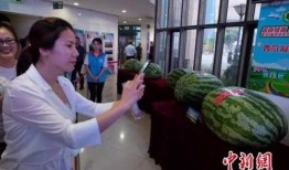 魏县吃瓜新闻事件,一场引发全民热议的“瓜田风波”