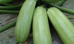 占瓜吃有没有好处,探寻传统习俗的健康益处