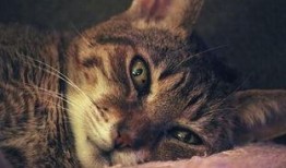 猫吃瓜拉稀吗,揭秘瓜果对猫咪的影响