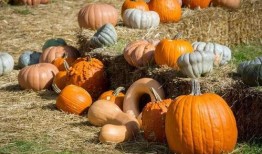 回民吃瓜吗,瓜果的多样食用与禁忌