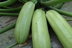 痛风可以吃苗瓜吗