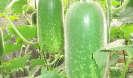 咕咕咕吃瓜,揭秘娱乐圈那些不为人知的幕后故事