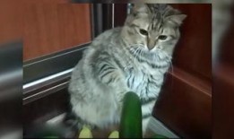 猫咪可以吃羊角瓜吗,羊角瓜是否适合猫咪食用？