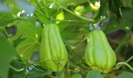 孕期佛手瓜怎么吃,佛手瓜的多样食用方法