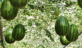 华北吃瓜,华北地区特色吃瓜文化探秘