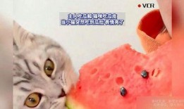 吃瓜带猫,揭秘猫咪的“美食”世界