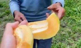 海南元宵吃瓜,甜蜜瓜果，共享团圆味