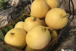 带头吃瓜活动,带你领略“带头吃瓜”活动的狂欢时刻