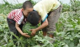 吃瓜网红事件镇平,揭秘网络舆论背后的真相与反思