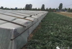 中牟县吃瓜事件,一场网络热议背后的真相与反思