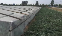 中牟县吃瓜事件,一场网络热议背后的真相与反思