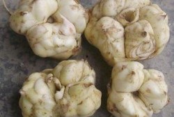 痛风可吃白瓜,白瓜助力健康饮食