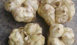 痛风可吃白瓜,白瓜助力健康饮食