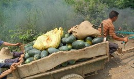 麒麟瓜夏季必吃,夏季必尝的清凉美味