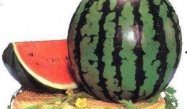 吃瓜care,care背后的故事与影响