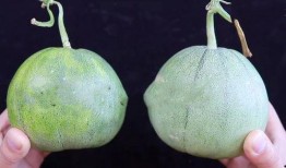 小绿瓜甜瓜怎么吃,小绿瓜甜瓜的多重食法探索