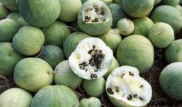 艺人吃瓜来源,艺人吃瓜背后的真相与内幕