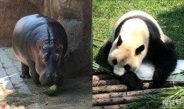 抱美女吃瓜熊猫