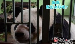 抱美女吃瓜熊猫