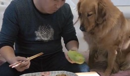 聪明的狗狗吃瓜,揭秘宠物界的“美食侦探”