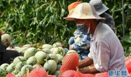 佛果瓜怎么吃,探索美味与健康的完美结合