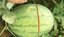 吃瓜后肚子烂了,揭秘过度吃瓜的危害