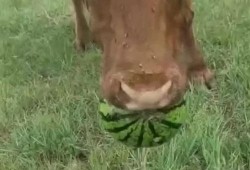 吃瓜牛牛,揭秘娱乐圈背后的那些事儿