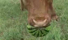 吃瓜牛牛,揭秘娱乐圈背后的那些事儿