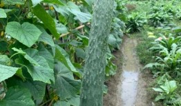 公瓜为何留自己吃