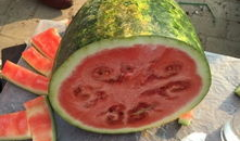 日照204吃瓜视频,一场全民热议的网络狂欢