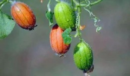 生王瓜怎么吃,探索清新口感与营养价值的完美结合