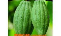 乳瓜可以吃吗?,美味可口的健康食材，你了解多少？