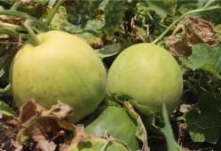 香瓜吃瓜,夏日清凉新体验