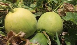 香瓜吃瓜,夏日清凉新体验