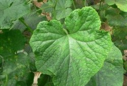 吃瓜叶子,探寻叶中滋味，解锁绿色饮食新风尚