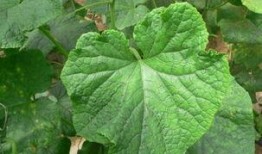 吃瓜叶子,探寻叶中滋味，解锁绿色饮食新风尚