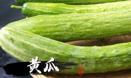 绿蓝瓜怎么吃,从清新沙拉到创意料理