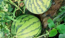 吃瓜 最新入口,一网打尽热门资讯，畅享娱乐盛宴