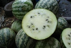 金籁瓜怎么吃,解锁美味新境界