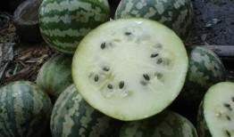 金籁瓜怎么吃,解锁美味新境界