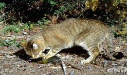 野猫可以吃瓜吗,它们可以吃瓜吗？